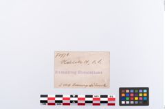 Foto von Bronzerippenziste (NHMW-PRAE-070976)